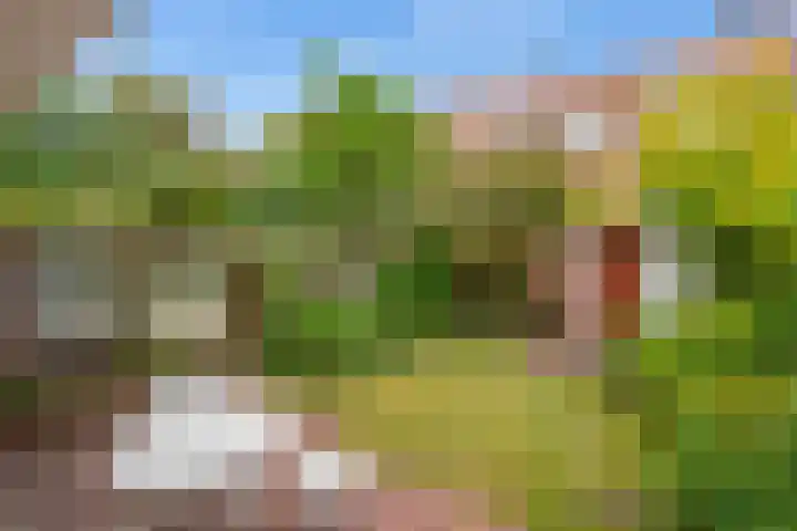 Lupineweg 13 Den Haag thumbnail 4