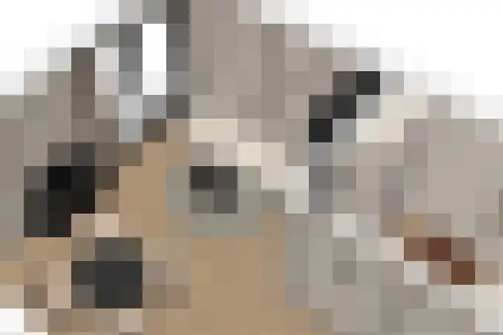 Lutonhof 333 Amsterdam thumbnail 33