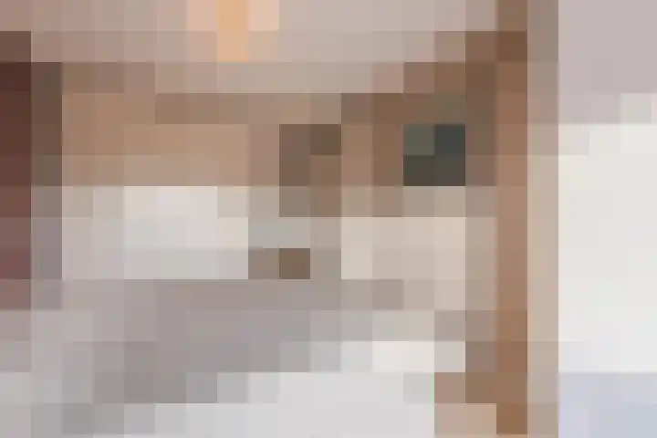 Luttekepoortstraat 152 Harderwijk thumbnail 18