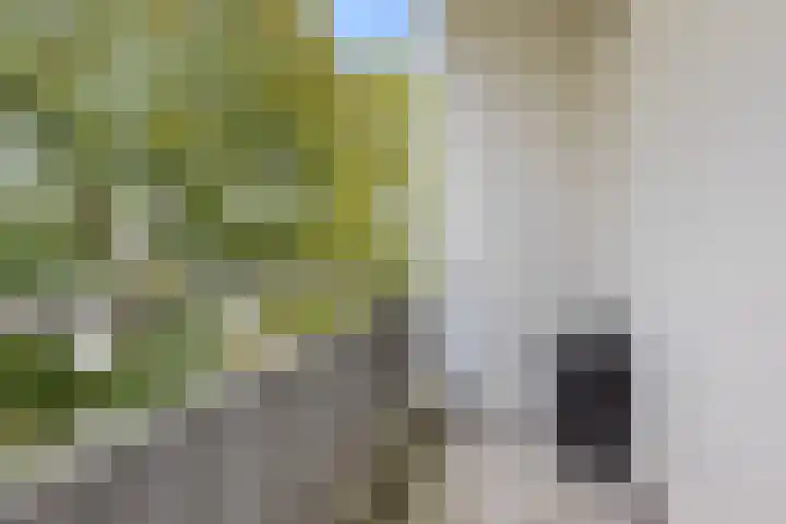 Luxemburgsestraat 8 Budel thumbnail 6