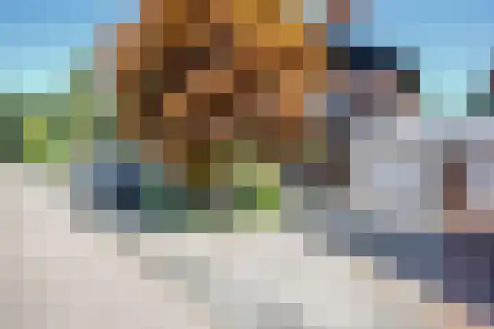 Luzerneklaver 21 in Rotterdam