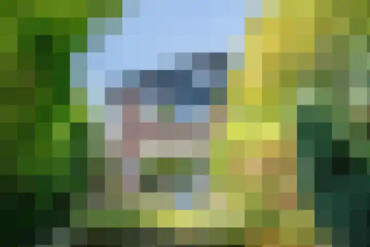 Luzerneklaver 21 Rotterdam thumbnail 30