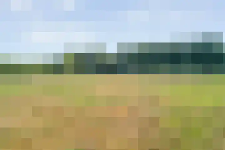 Luzernevlinder 107 Meppel thumbnail 41