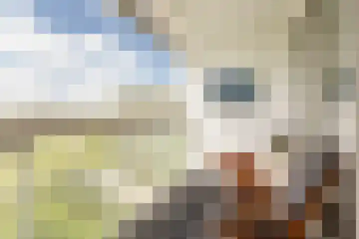 Luzernevlinder 76 Utrecht thumbnail 14