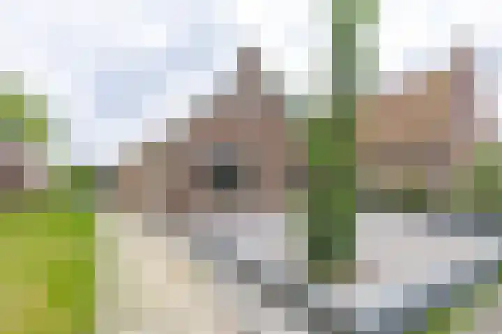 Lytse Buorren 1 Moarre