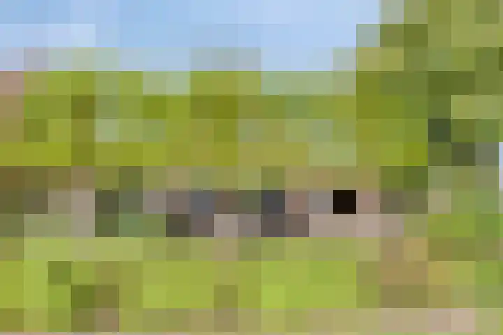 Lytse Buorren 14 Sumar thumbnail 6
