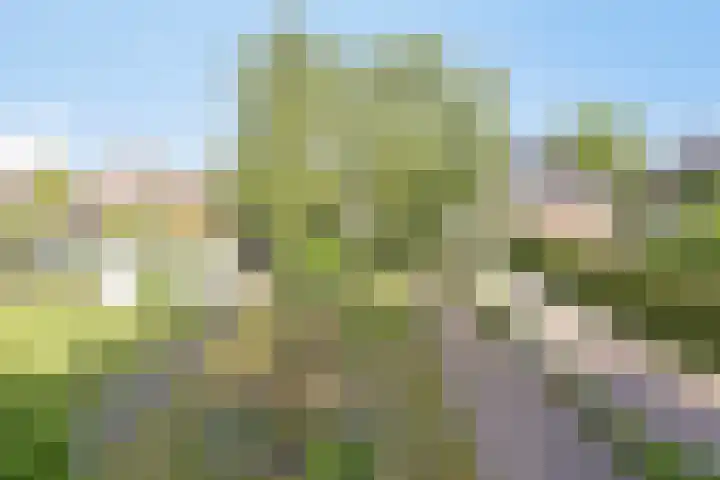 Lytse Buorren 5 Wjelsryp thumbnail 20