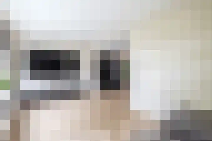 Lytse Leane 31 Frieschepalen thumbnail 10