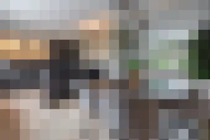 Lytse Leane 31 Frieschepalen thumbnail 13