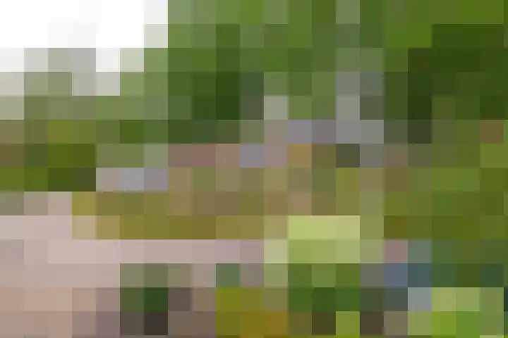 Lytse Leane 31 Frieschepalen thumbnail 42