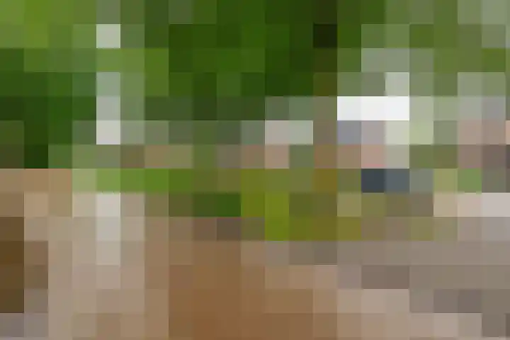 Lytse Leane 31 Frieschepalen thumbnail 43