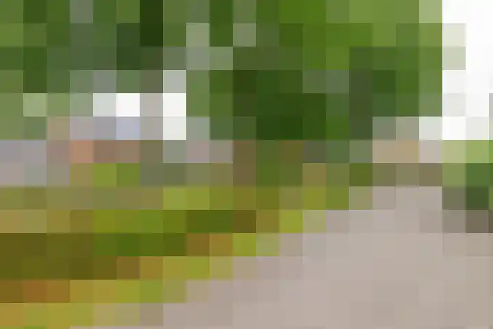 Lytse Leane 31 Frieschepalen thumbnail 44