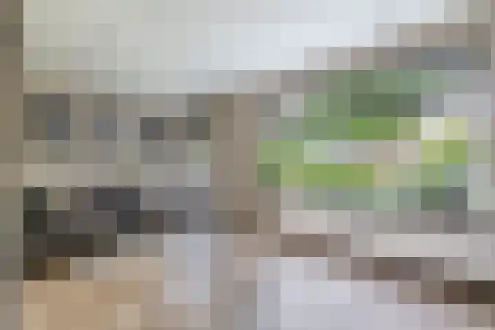 Lytse Leane 31 Frieschepalen thumbnail 9