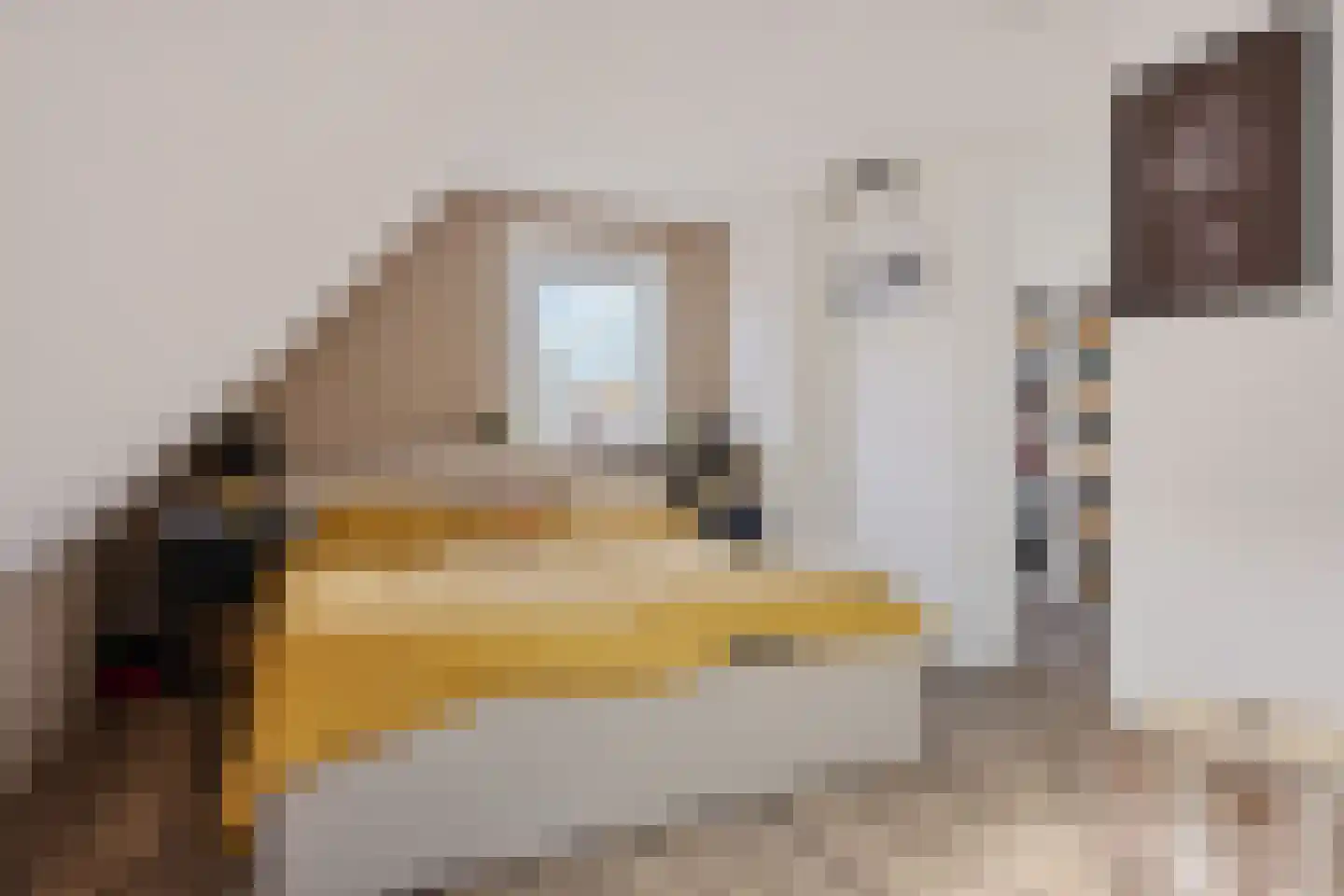 Lytse Leane 41 Frieschepalen thumbnail 31