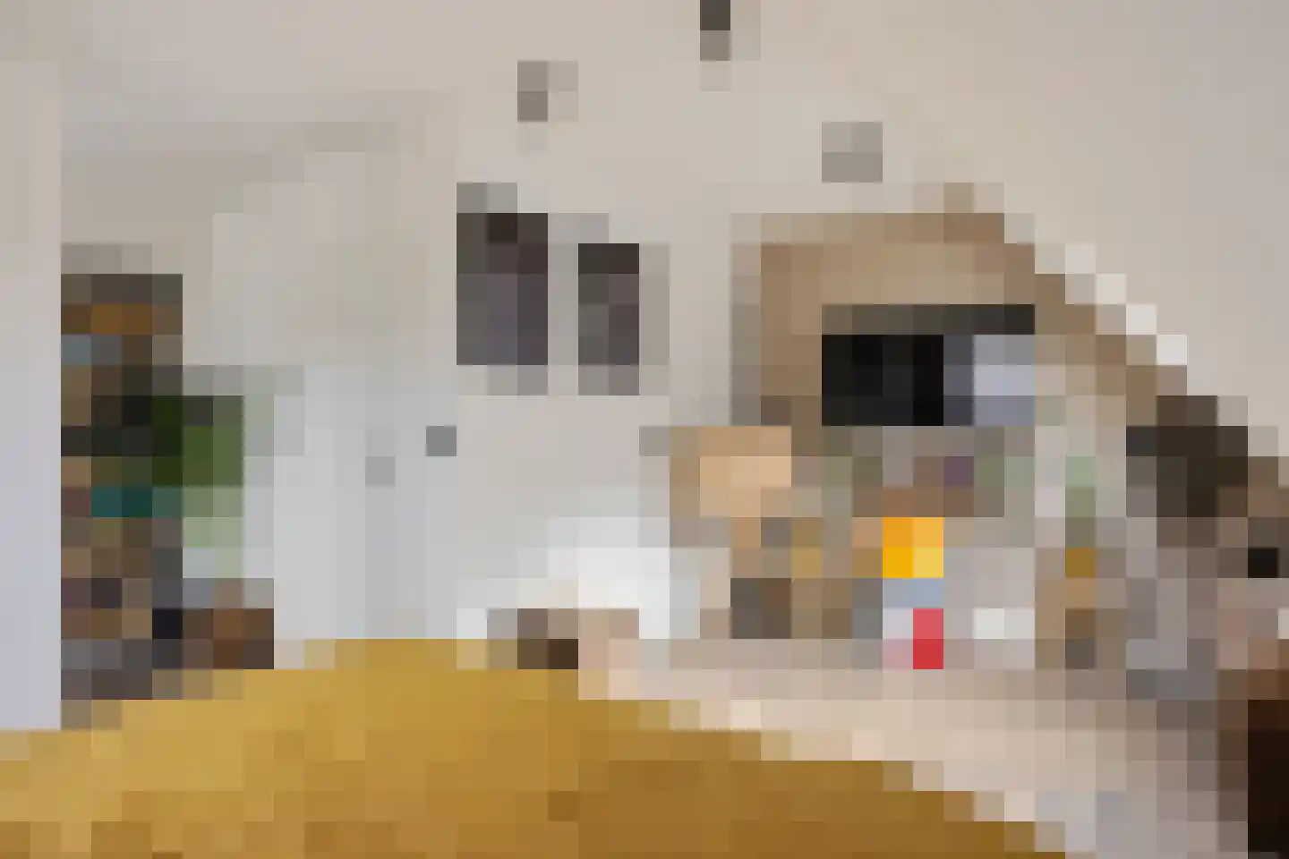 Lytse Leane 41 Frieschepalen thumbnail 33
