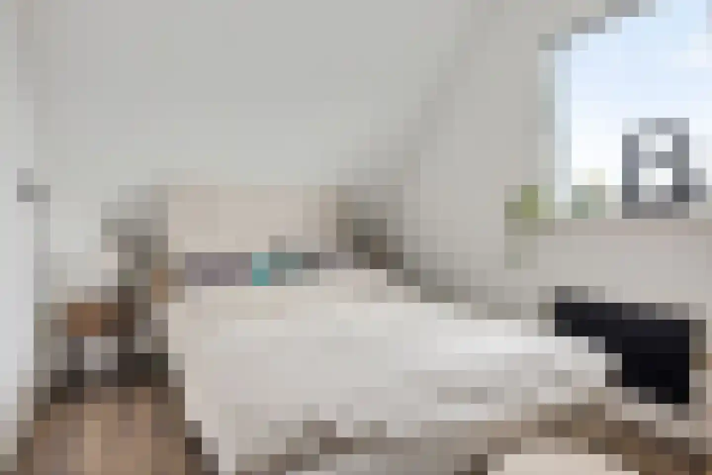 Lytse Leane 41 Frieschepalen thumbnail 36