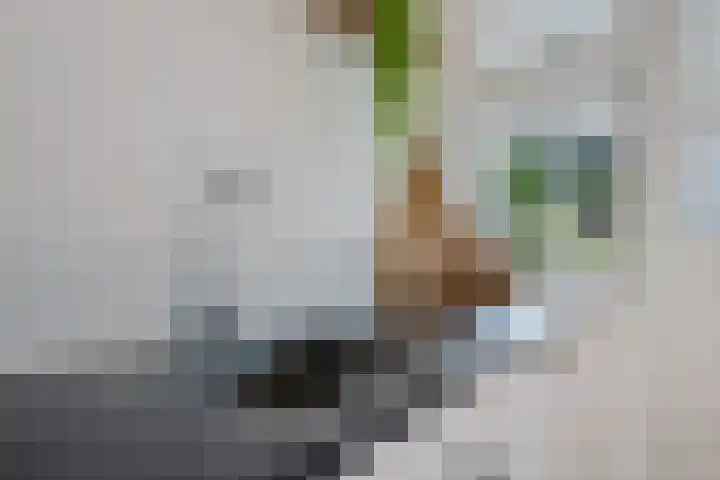 Lytse Leane 9 Frieschepalen thumbnail 12
