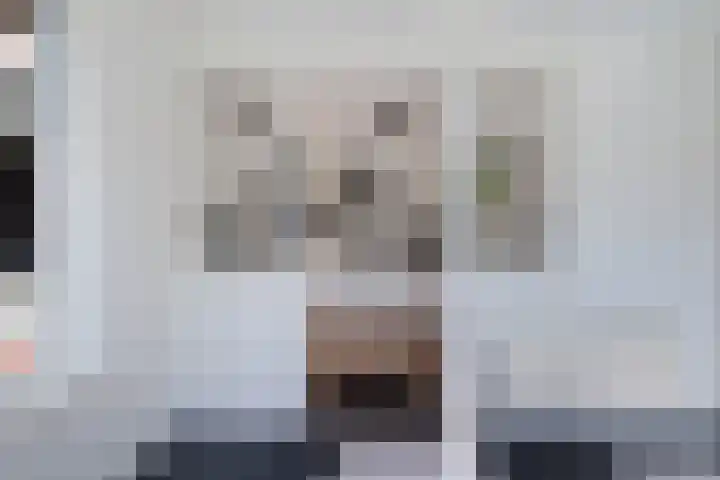Lytse Leane 9 Frieschepalen thumbnail 13