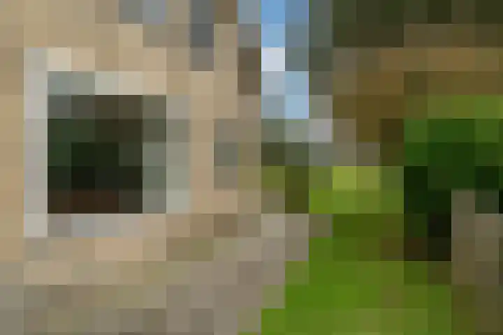 Lytse Streek 13 Winsum thumbnail 19