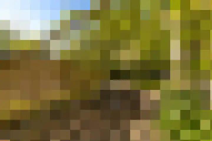 Lytse Wyngaerden 19 Langezwaag thumbnail 43
