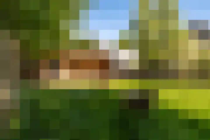 Lytse Wyngaerden 19 Langezwaag thumbnail 47