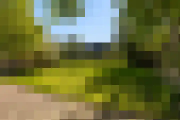 Lytse Wyngaerden 19 Langezwaag thumbnail 48