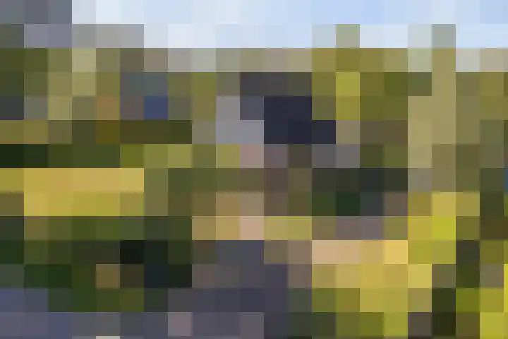 Lytse Wyngaerden 19 Langezwaag thumbnail 56