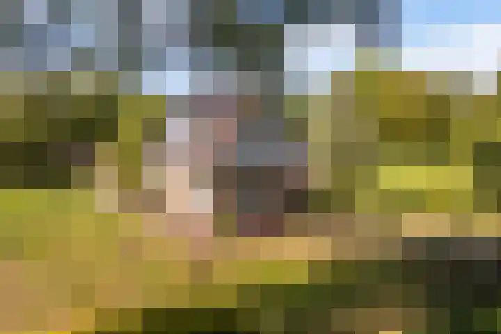 Lytse Wyngaerden 19 Langezwaag thumbnail 57