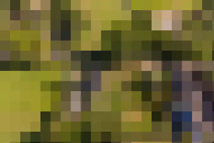 Lytse Wyngaerden 19 Langezwaag thumbnail 61