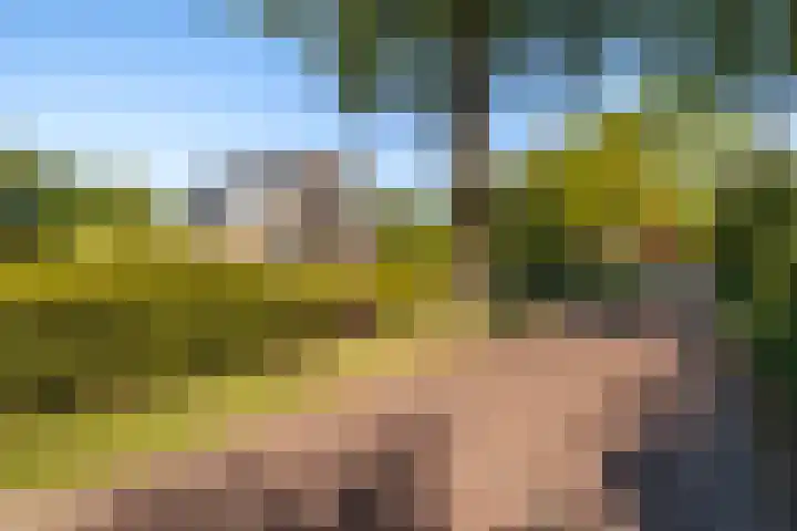 Lytse Wyngaerden 19 Langezwaag thumbnail 9