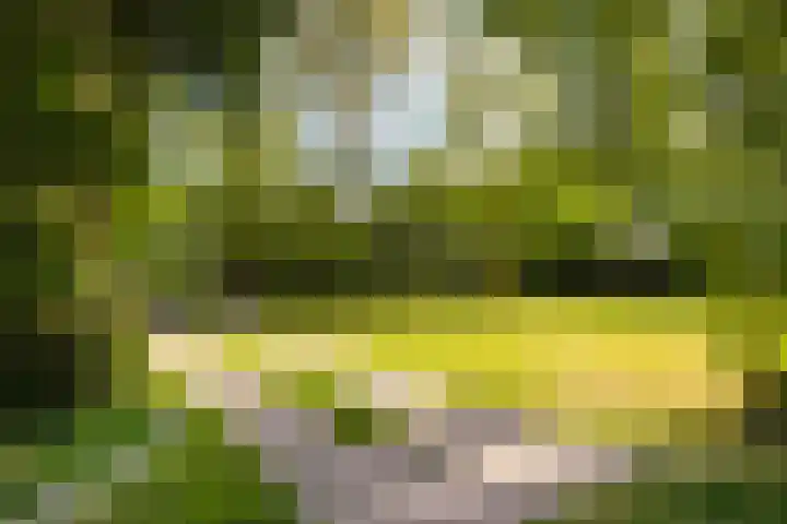 Lytse Wyngaerden 37 Langezwaag thumbnail 47