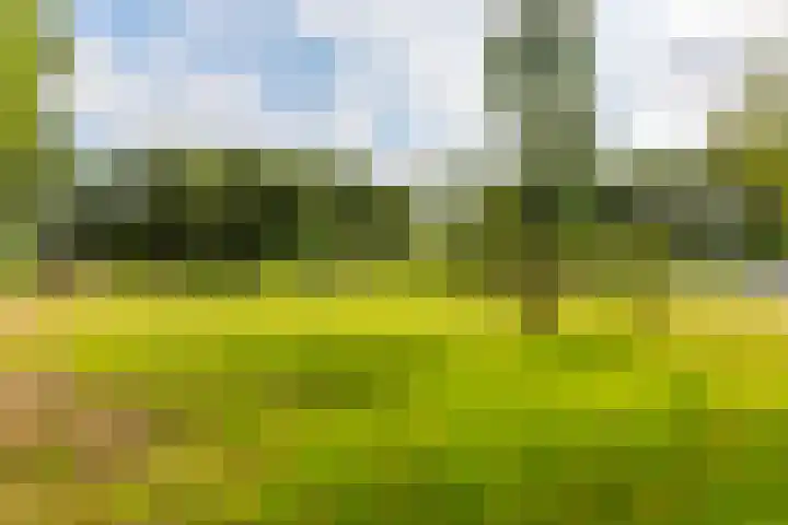 Lytse Wyngaerden 37 Langezwaag thumbnail 57