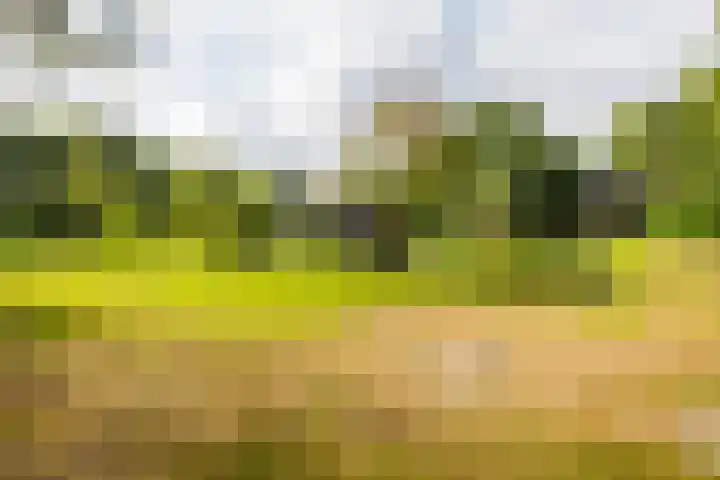Lytse Wyngaerden 37 Langezwaag thumbnail 58