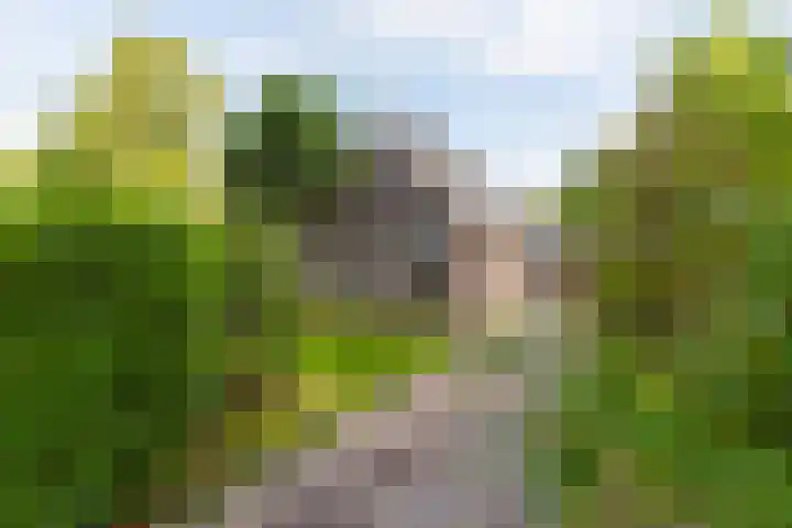 Lytse Wyngaerden 37 Langezwaag thumbnail 6