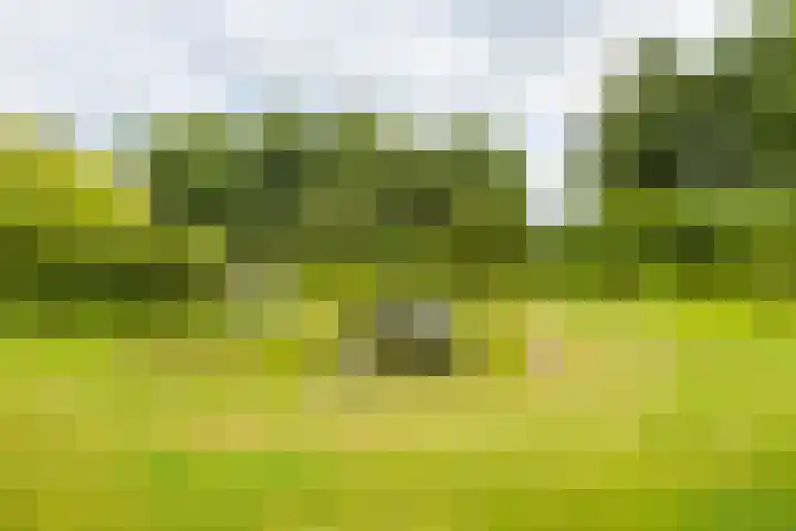 Lytse Wyngaerden 37 Langezwaag thumbnail 62