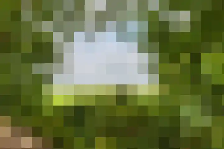 Lytse Wyngaerden 37 Langezwaag thumbnail 67