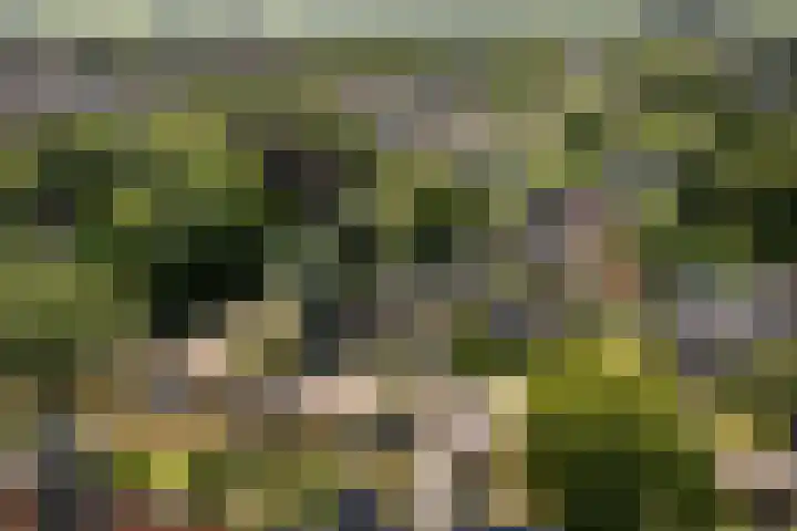 Lytsedyk 26 Menaam thumbnail 66