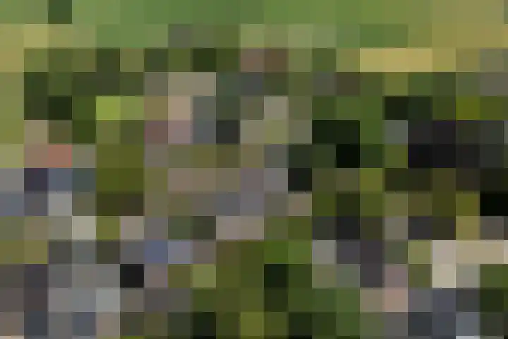 Lytsedyk 26 Menaam thumbnail 70