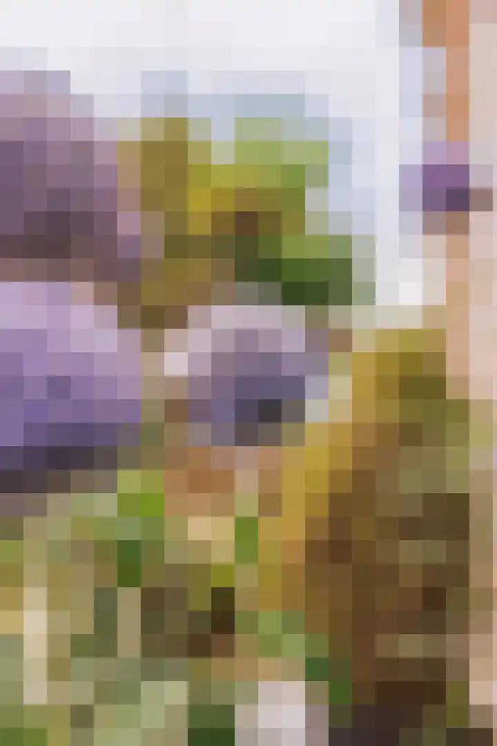 Lytsedyk 49 Bitgummole thumbnail 12