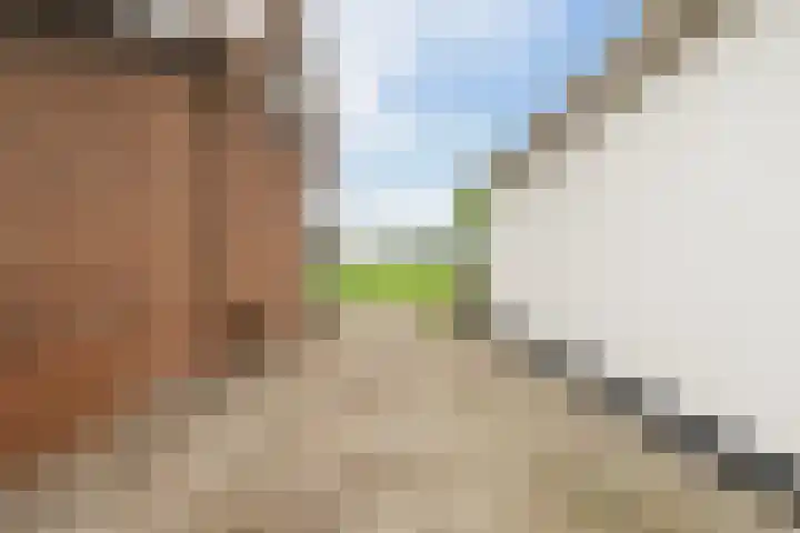 Lytsedyk 49 Bitgummole thumbnail 49