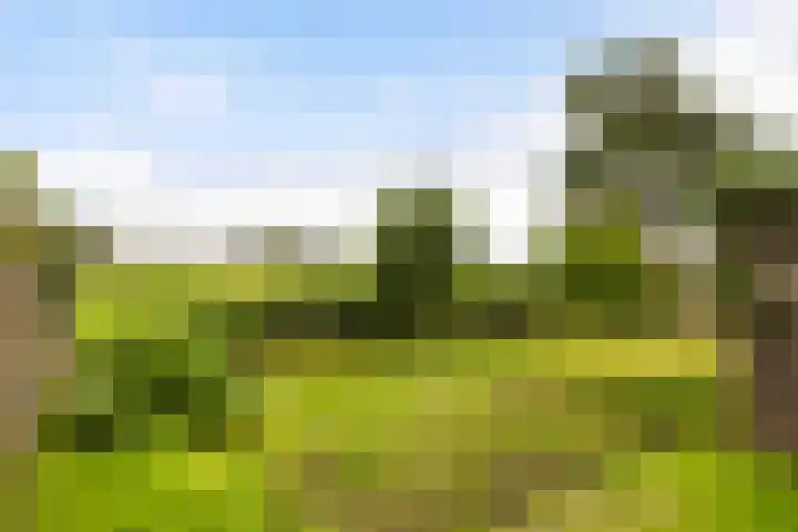 Lytsedyk 49 Bitgummole thumbnail 52
