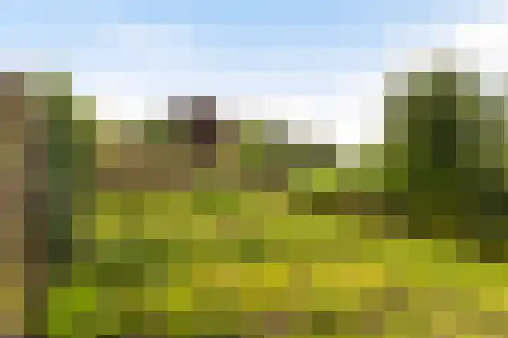 Lytsedyk 49 Bitgummole thumbnail 53