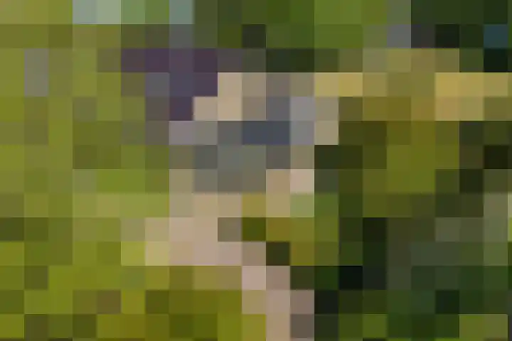 Lytsegeast 28 Tytsjerk thumbnail 66