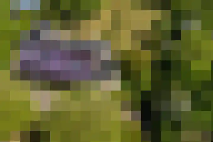 Lytsegeast 28 Tytsjerk thumbnail 67
