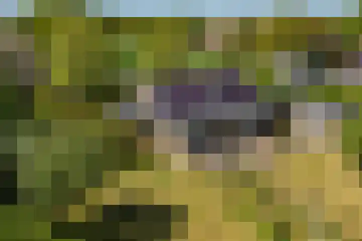 Lytsegeast 28 Tytsjerk thumbnail 69