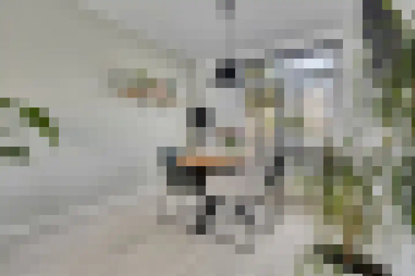 M.D.de Grootstraat 109 Goes thumbnail 4