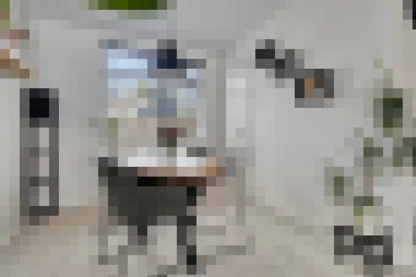 M.D.de Grootstraat 109 Goes thumbnail 6