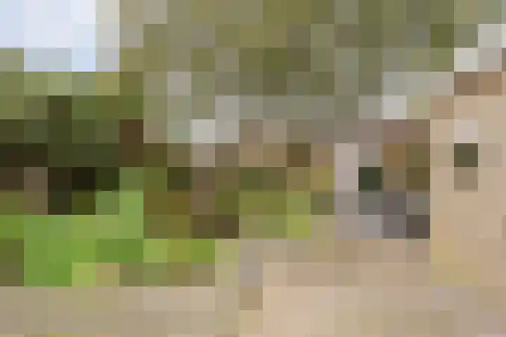 M.H. Trompstraat 15 Wierden thumbnail 34