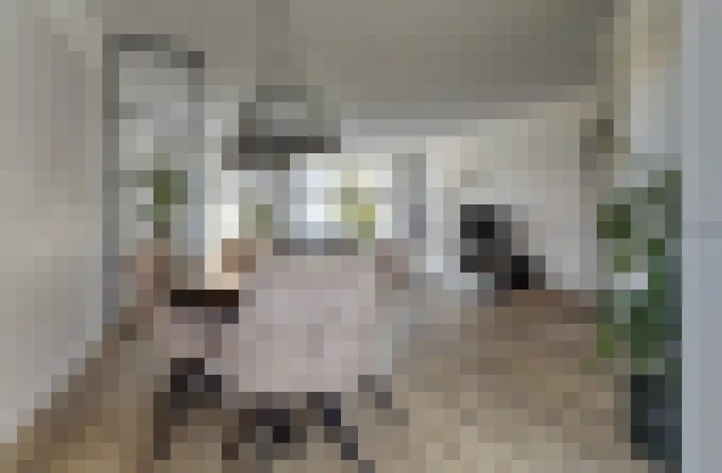 Maagd 8 Elst thumbnail 14