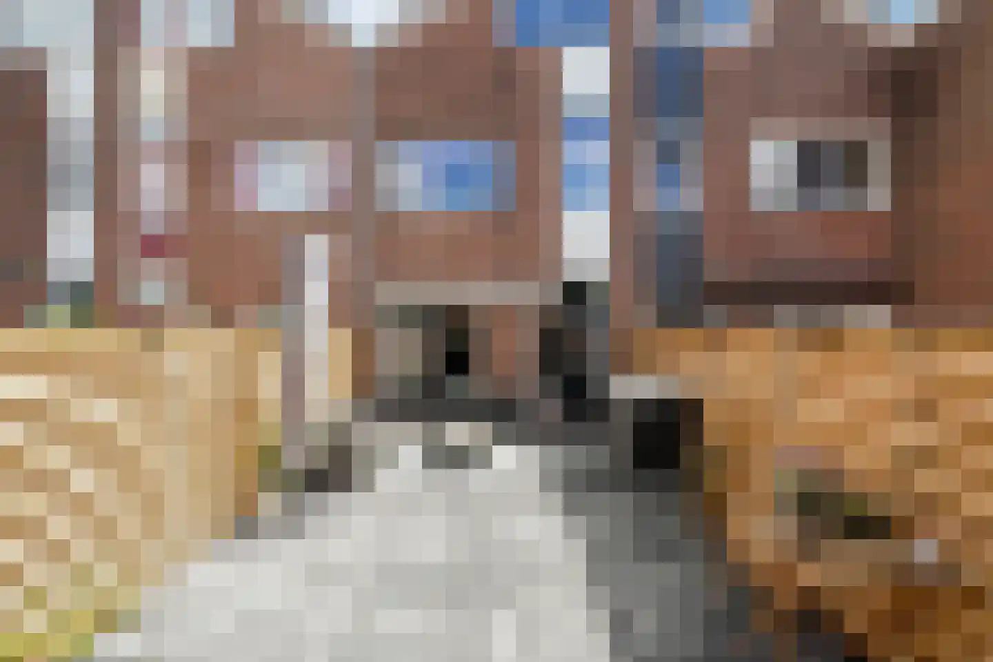 Maagdepalm 19 Leeuwarden thumbnail 7